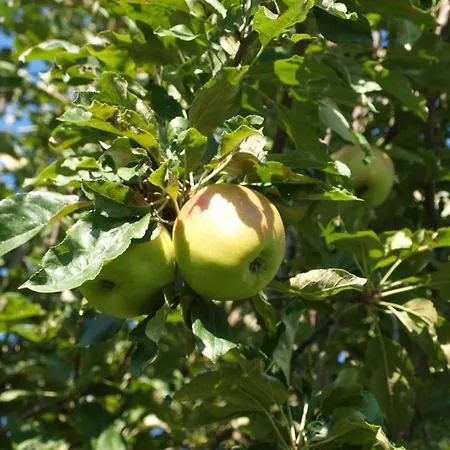 Διαμέρισμα In Tinjan/istrien 38387 Tinjan