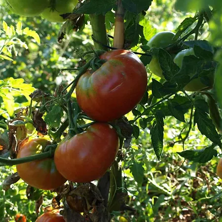 Διαμέρισμα In Tinjan/istrien 38387 Tinjan