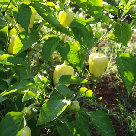 Appartamento In Tinjan/istrien 38387